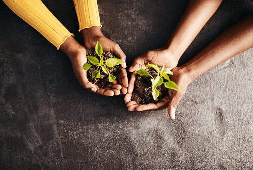 Hands cupping young seedlings in soil, symbolizing harmony with nature and home gardening.