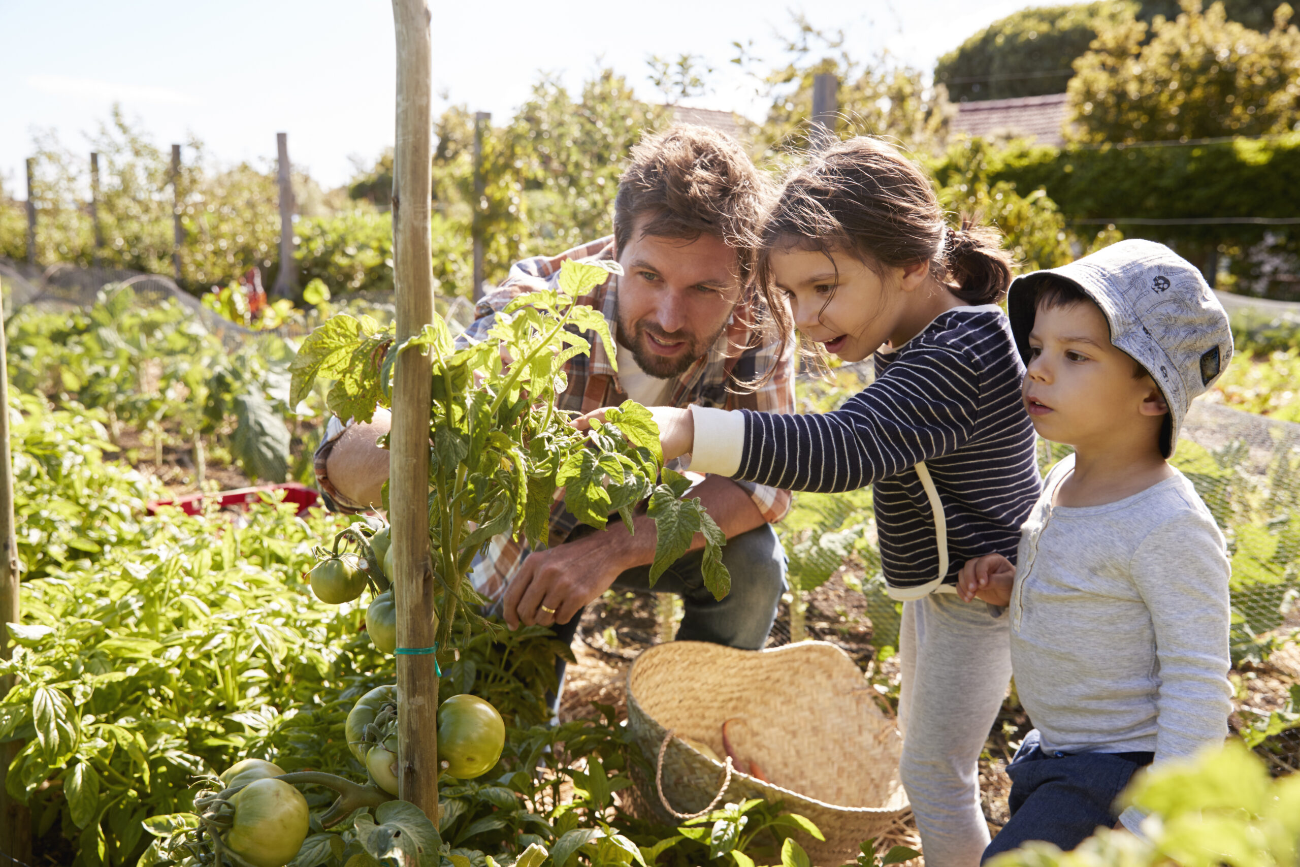 Father and children examining tomato plants growing in allotment garden, fostering family bonds.